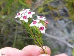 Erica fastigiata