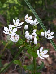 Allium subhirsutum