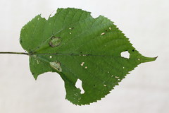Phyllonorycter issikii