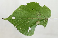 Phyllonorycter issikii