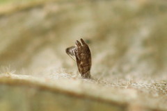 Phyllonorycter issikii
