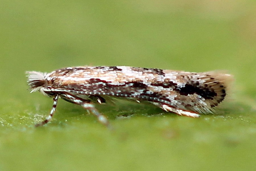 Lime Leafminer