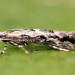 Phyllonorycter issikii - Photo (c) Andrey Ponomarev, some rights reserved (CC BY-NC), uploaded by Andrey Ponomarev