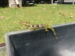 Anolis proboscis