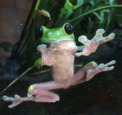 Agalychnis spurrelli