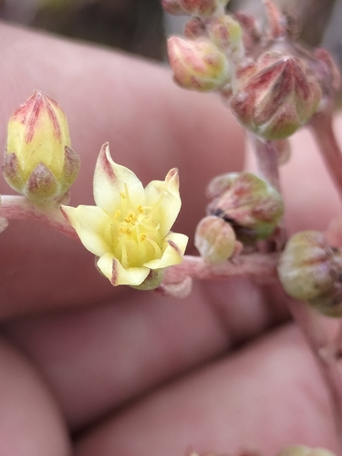 Image of Dudleya attenuata by no rights reserved