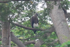 Haliaeetus ichthyaetus