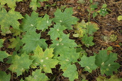 Phyllonorycter joannisi