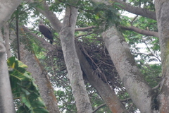 Haliaeetus ichthyaetus