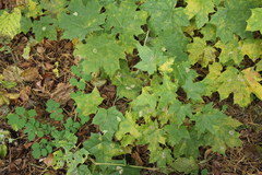 Phyllonorycter joannisi
