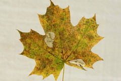 Phyllonorycter joannisi