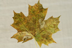 Phyllonorycter joannisi