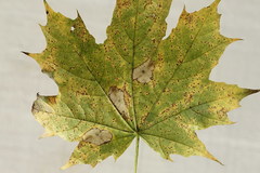 Phyllonorycter joannisi