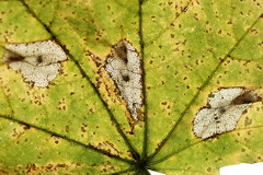 Phyllonorycter joannisi
