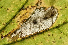 Phyllonorycter joannisi