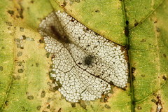 Phyllonorycter joannisi