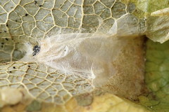 Phyllonorycter joannisi