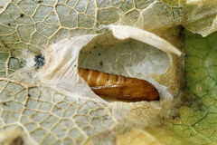 Phyllonorycter joannisi