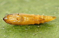 Phyllonorycter joannisi