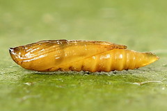 Phyllonorycter joannisi