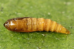 Phyllonorycter joannisi