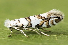 Phyllonorycter joannisi
