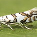 Phyllonorycter joannisi - Photo (c) Andrey Ponomarev, μερικά δικαιώματα διατηρούνται (CC BY-NC), uploaded by Andrey Ponomarev