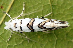 Phyllonorycter joannisi