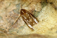 Phyllonorycter joannisi
