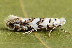 Phyllonorycter joannisi