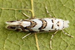 Phyllonorycter joannisi