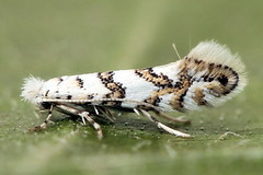 Phyllonorycter joannisi