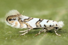 Phyllonorycter joannisi