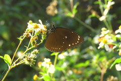 Euploea tulliolus koxinga