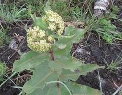 Xysmalobium undulatum