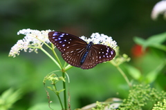 Euploea mulciber barsine