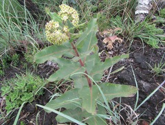 Xysmalobium undulatum