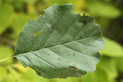 Phyllonorycter klemannella