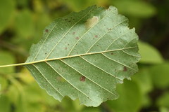 Phyllonorycter klemannella