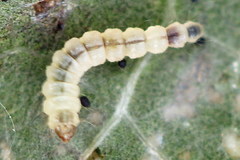 Phyllonorycter klemannella