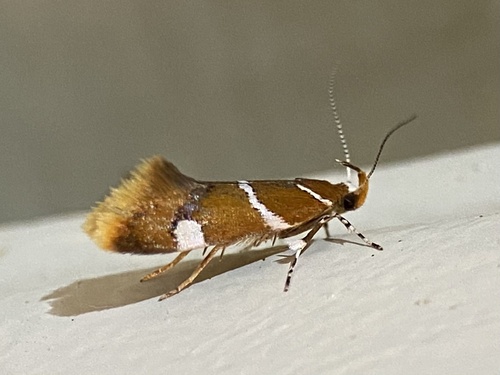 Suzuki's Promalactis Moth photo 6