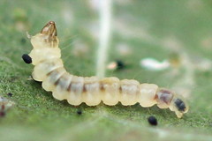 Phyllonorycter klemannella