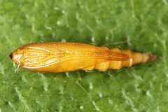 Phyllonorycter klemannella