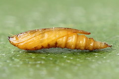 Phyllonorycter klemannella