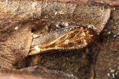 Phyllonorycter klemannella