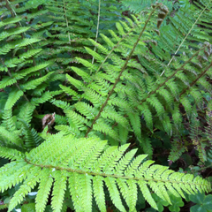 Polystichum dudleyi