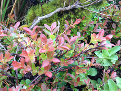 Vaccinium ×brunoense