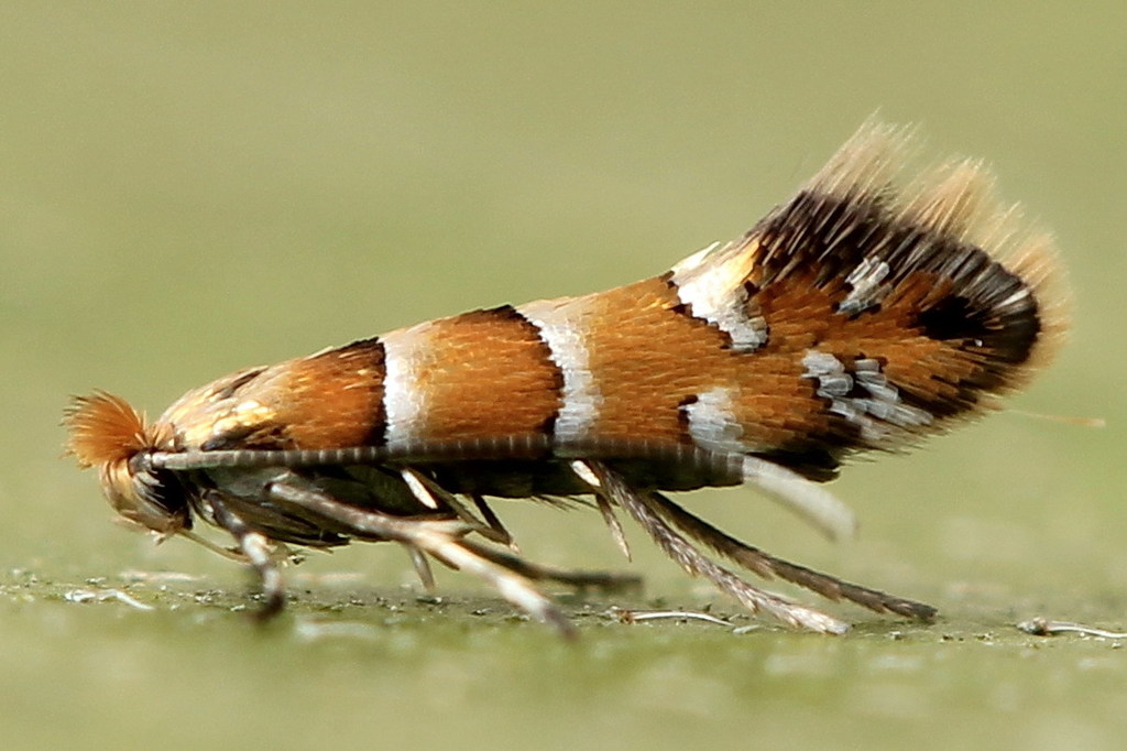 Dark Alder Midget