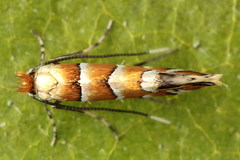 Phyllonorycter klemannella