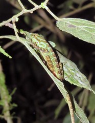 Anolis aequatorialis
